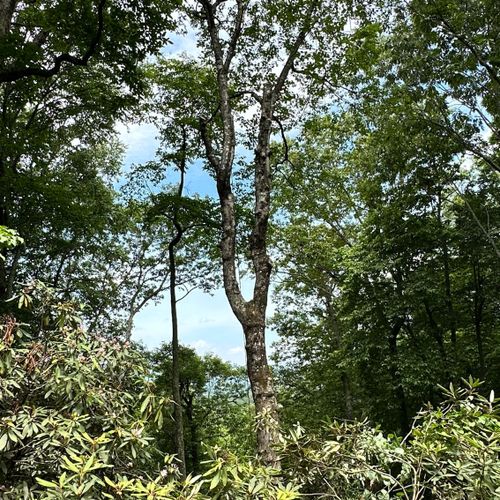 Jd Tree Service Greenville, SC Thumbtack