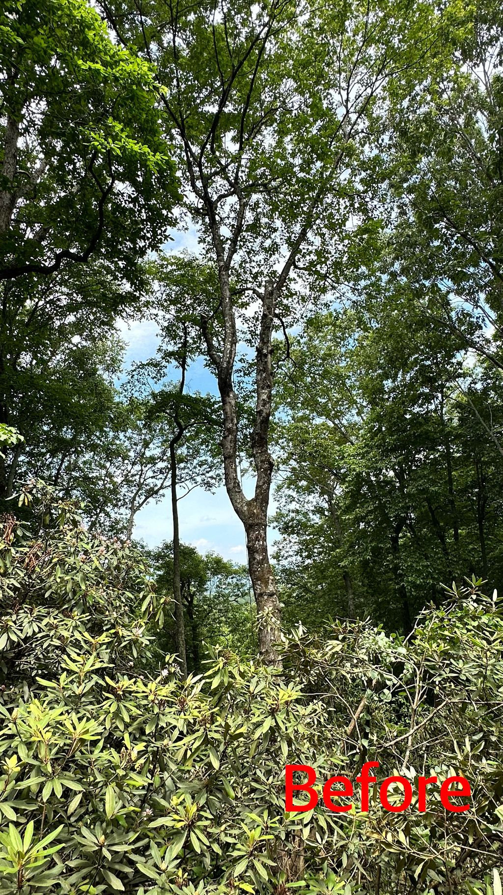 Tree Trimming and Removal