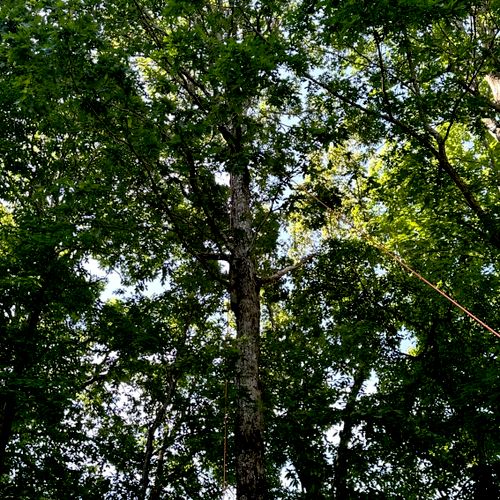 Jd Tree Service Greenville, SC Thumbtack