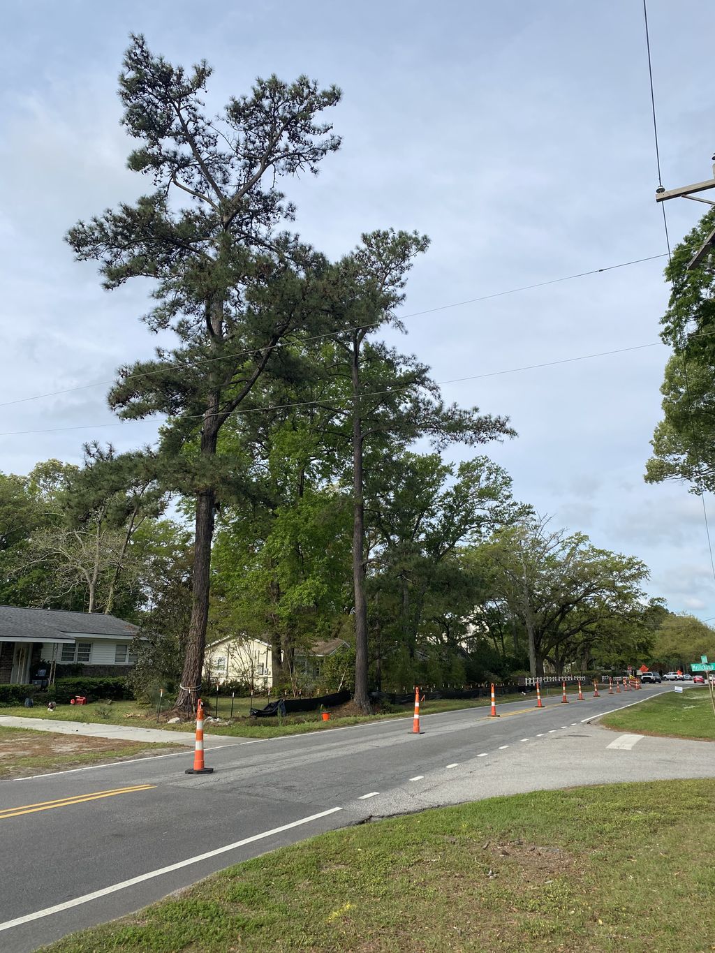 Tree Trimming and Removal