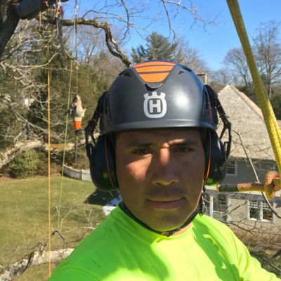 Avatar for Life Tree Services LLC