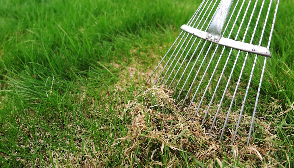 raking the thatch from lawn