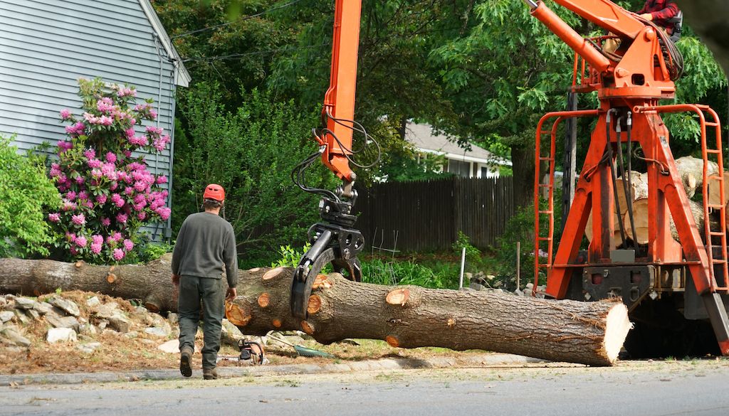 tree trunk being removed from front yard of house