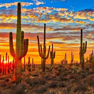 Avatar for Homes Around The Desert