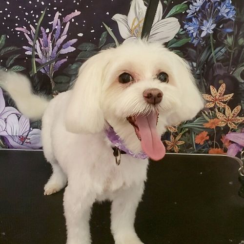 Mimi has been our groomer for about 5 year. She is
