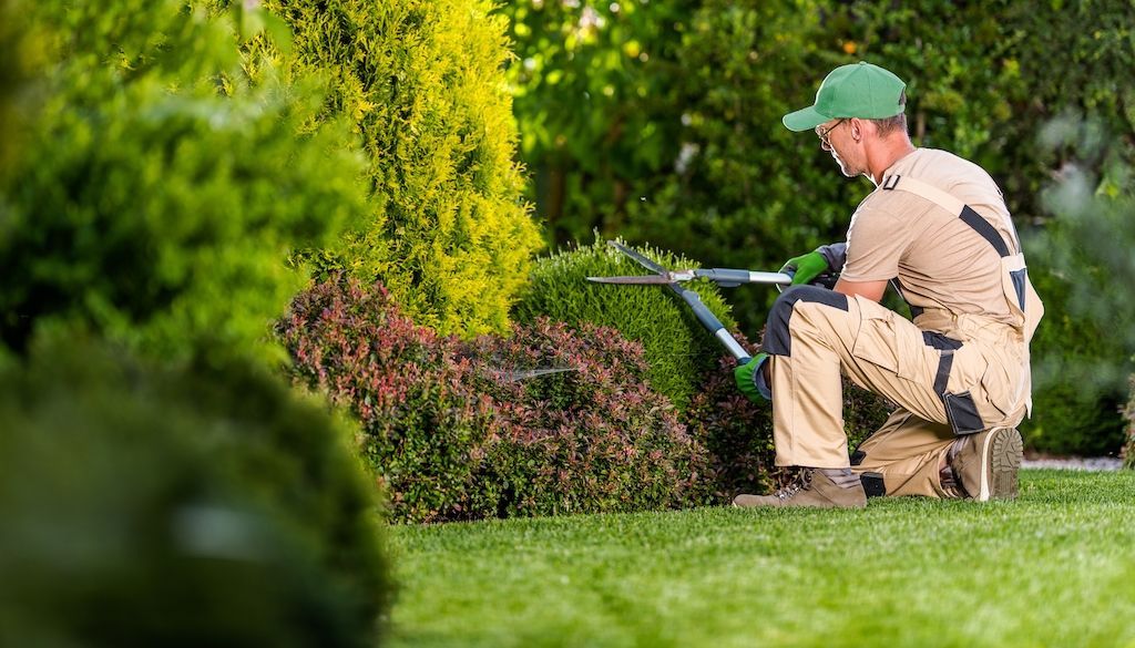 landscaper trimming bushes and shrubs