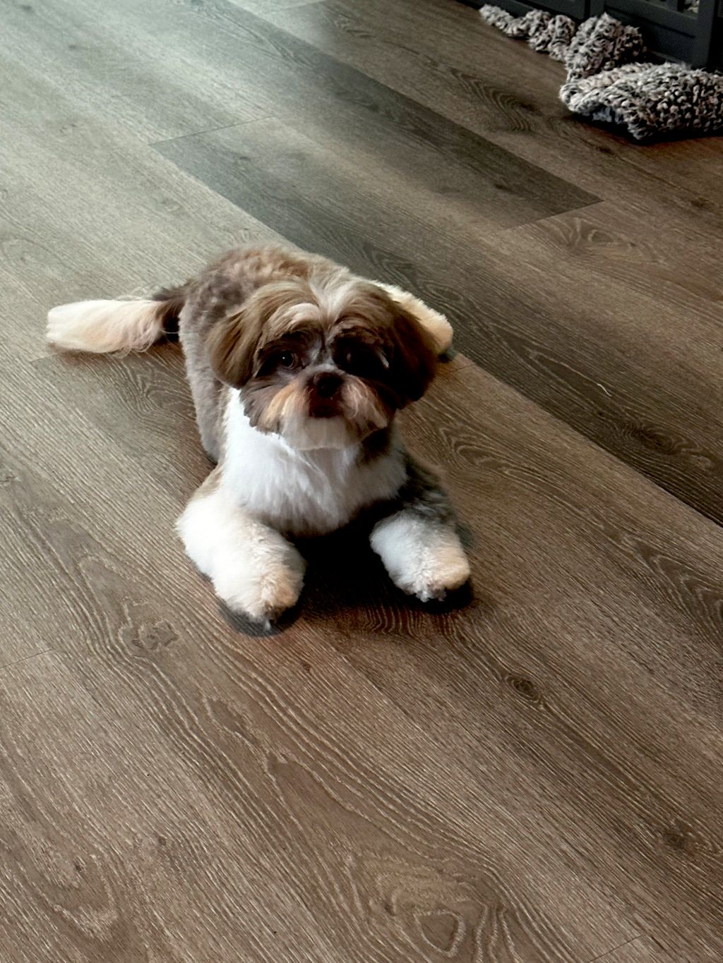 Our shih tzu puppy’s first grooming, Miriam was gr