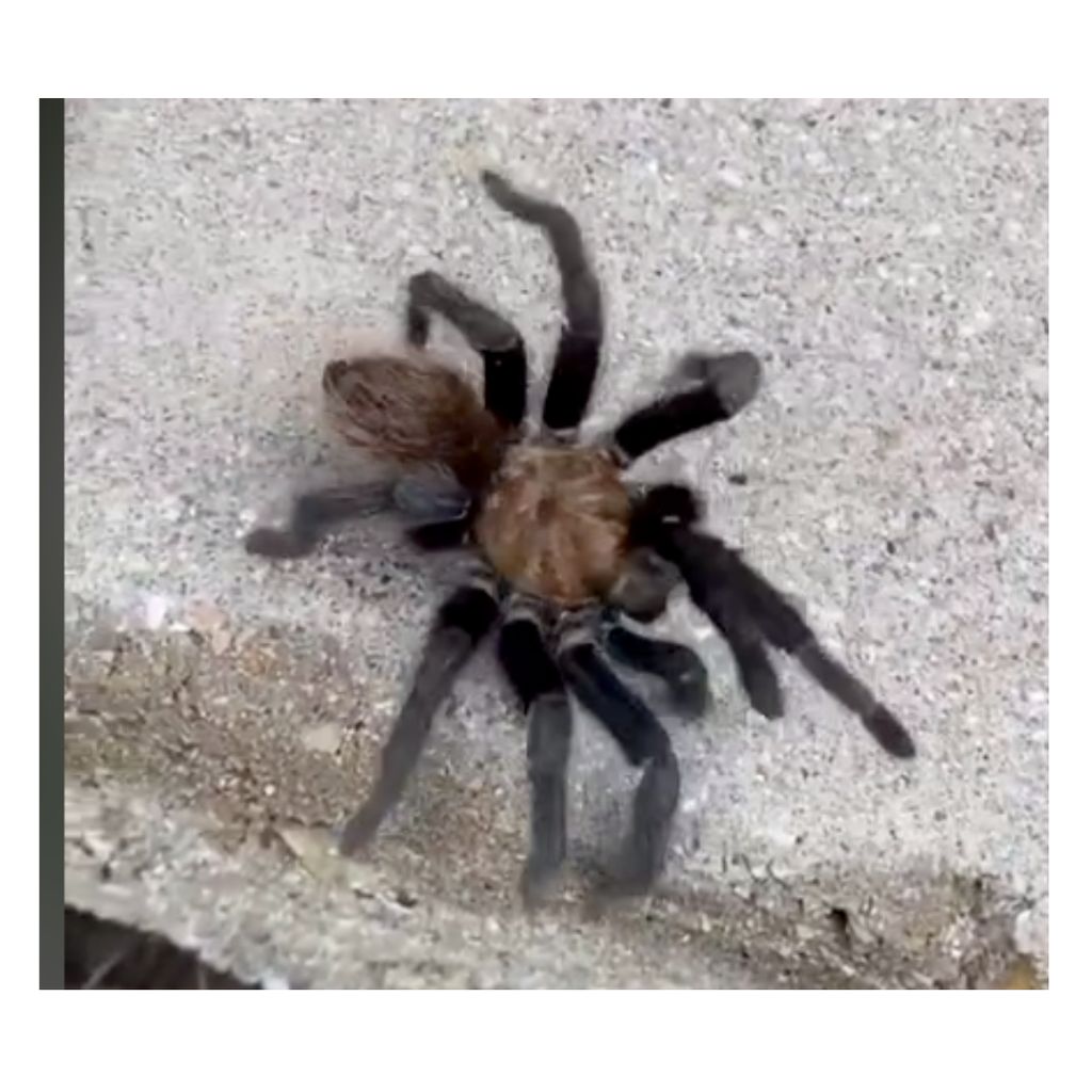 Our rockstar technician Andrew spotted this Texas 