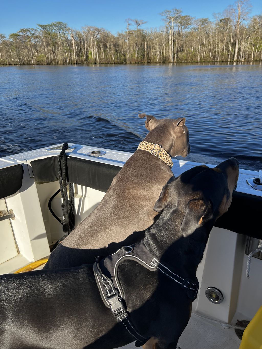 Boating with Bruno
