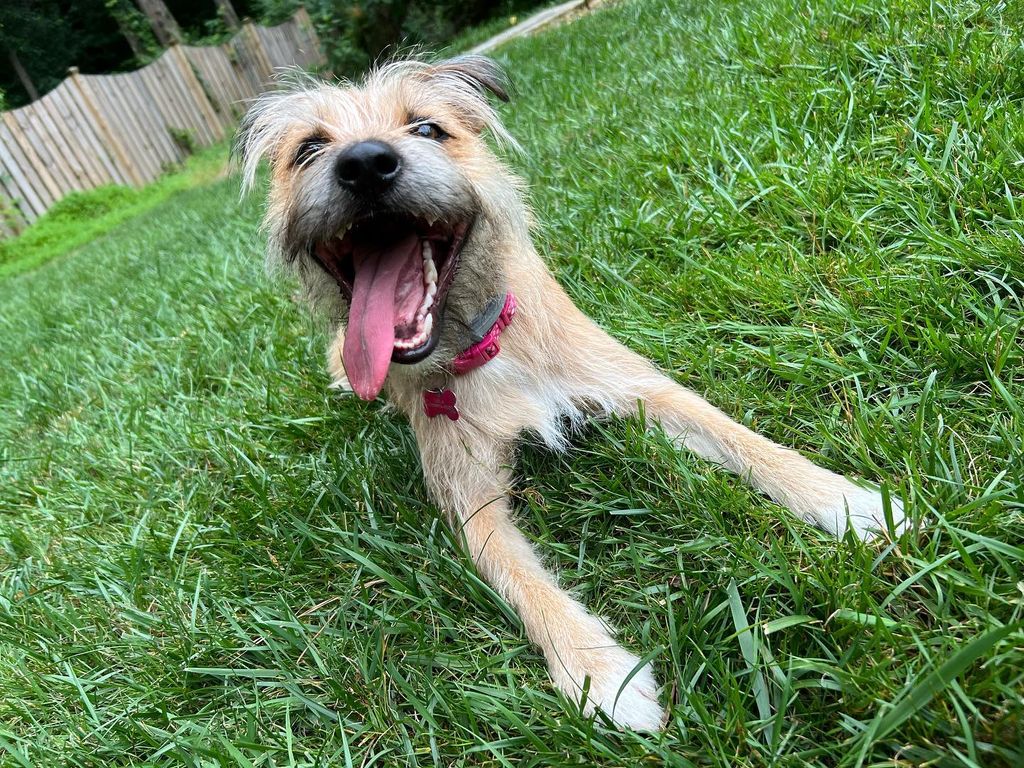 Puppy play and training!