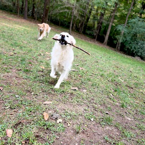 Backyard time, during our All-Inclusive Pet Sits!