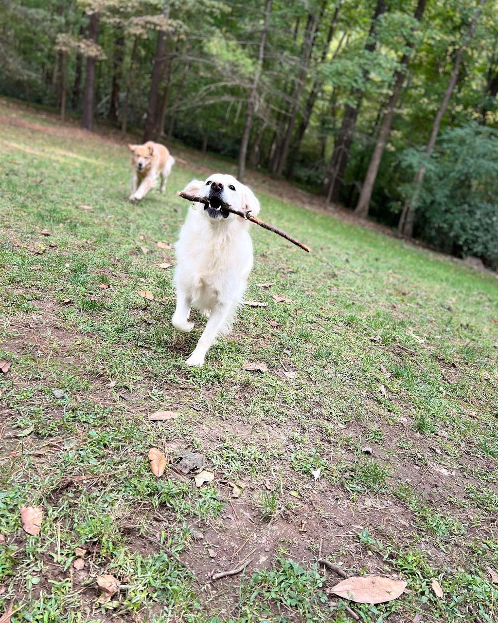 Backyard time, during our All-Inclusive Pet Sits!