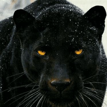 Panther Performance Cleaning