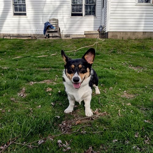 Completely changed my dog for the better! My corgi