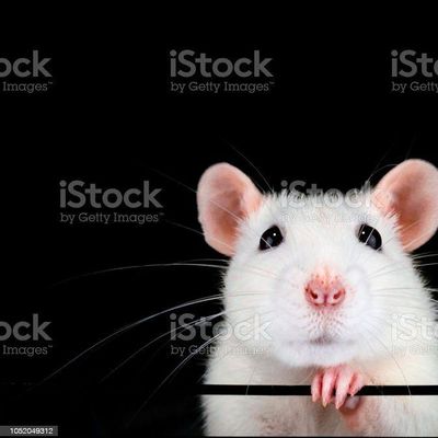 Avatar for Remove Rats 4 Good