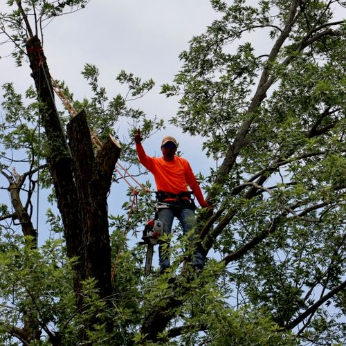 Carlos Tree Specialists LLC Profile Picture