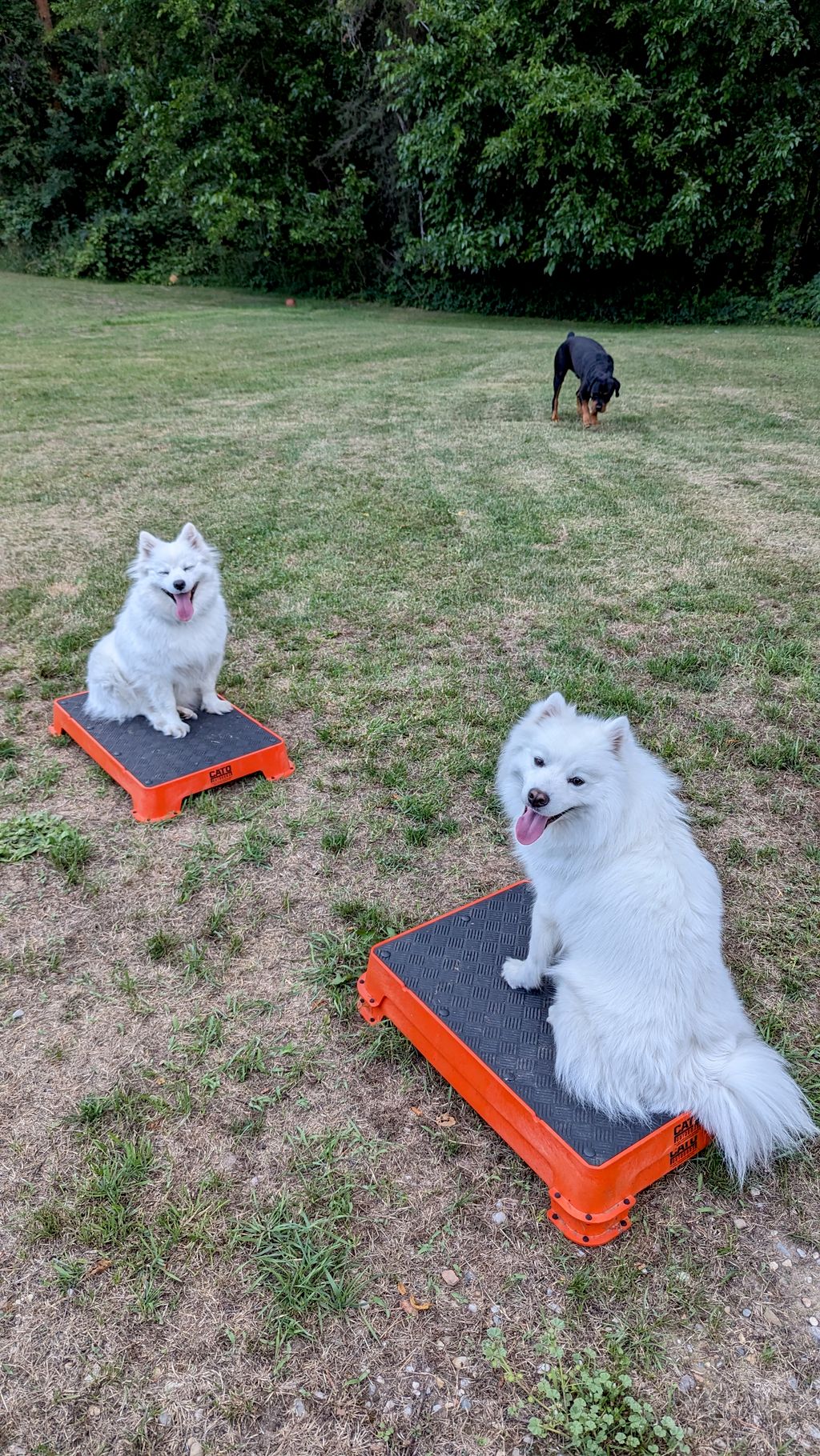 Dog Training