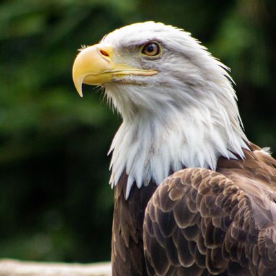 Avatar for Eagle Eye Contractors