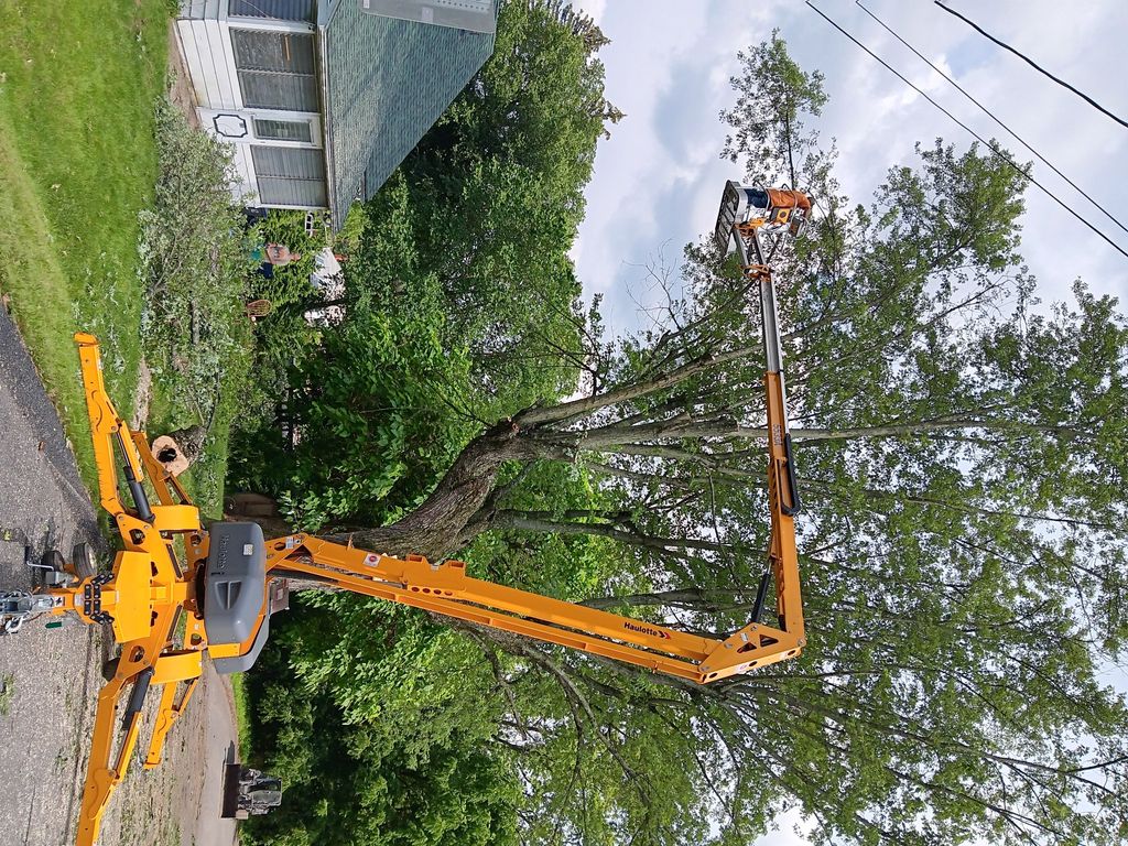 July 9, 2023
The tree removal project on my proper