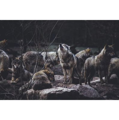 Avatar for All Wolf Pack Countertops
