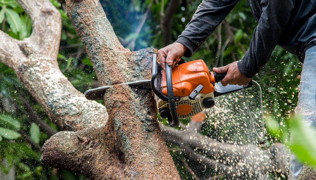person cutting down a tree branch