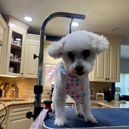 Groomer did a beautiful job with my 15 year old po