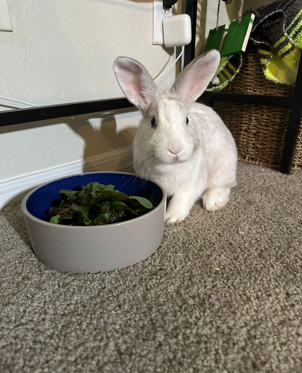 Bun Bun with big ol’ ears
