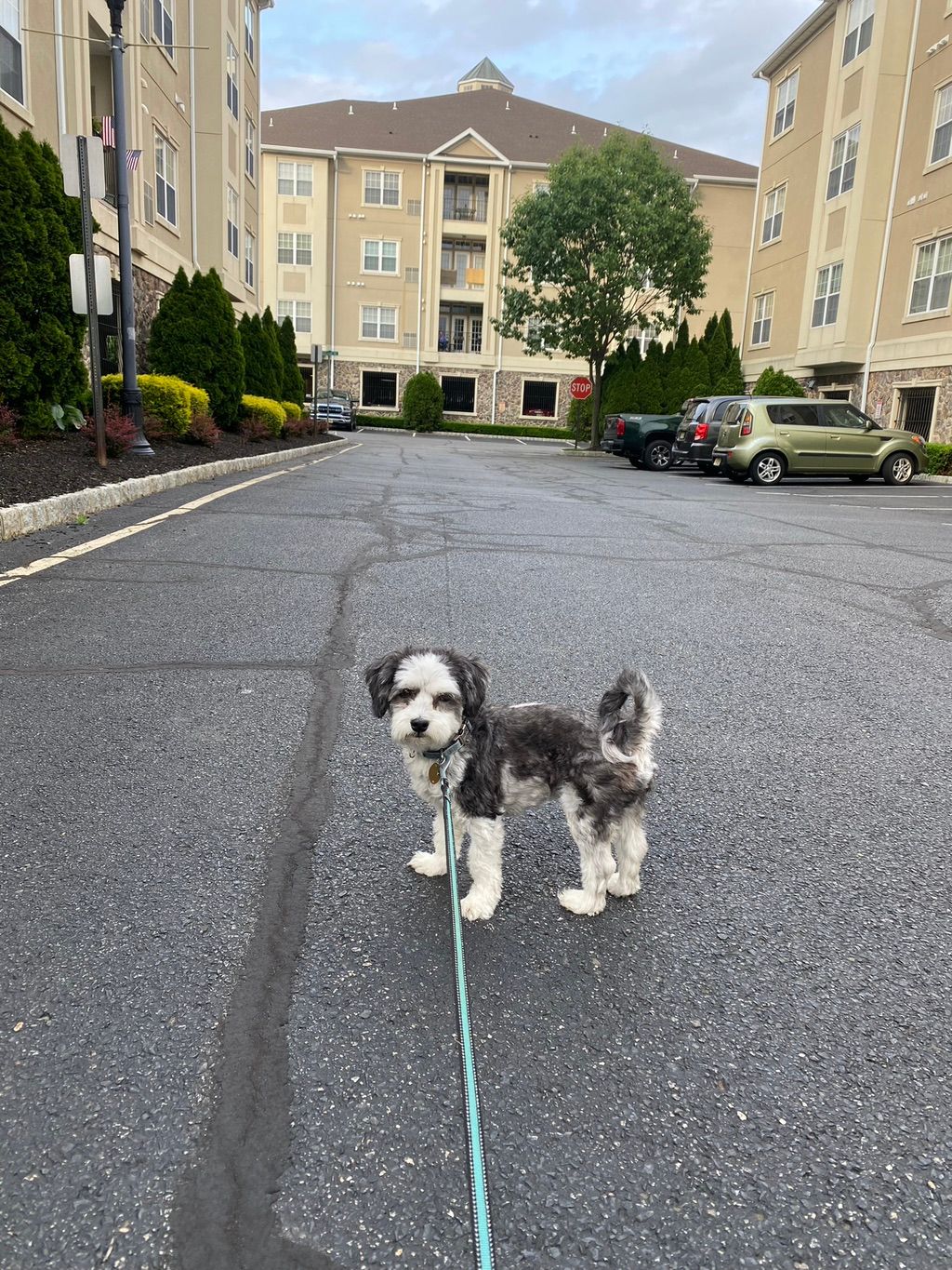 Enjoying a nice walk with Bruno at Cambridge Cross