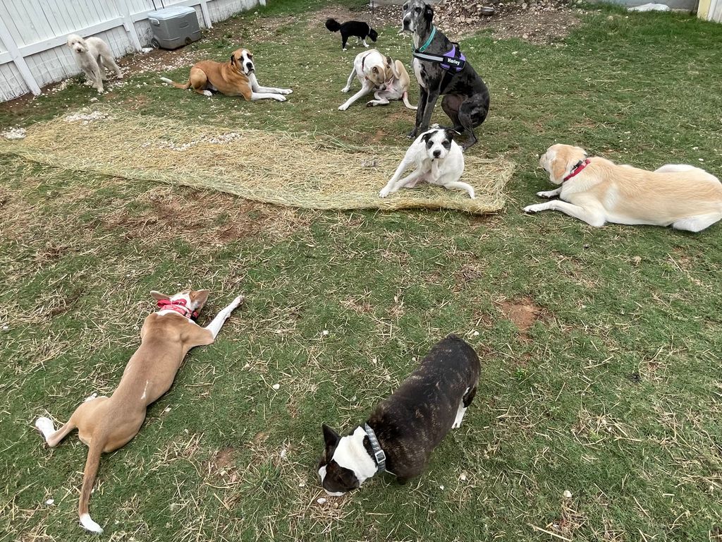 Dog Daycare