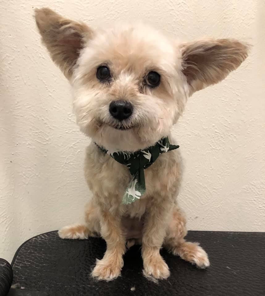 Nothing like a good bath and a haircut (groom)