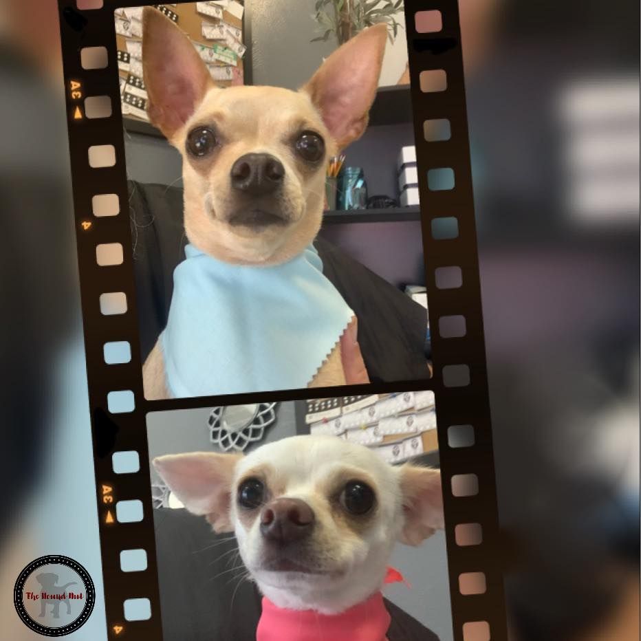 London and Chiquita enjoy their spa day, getting a