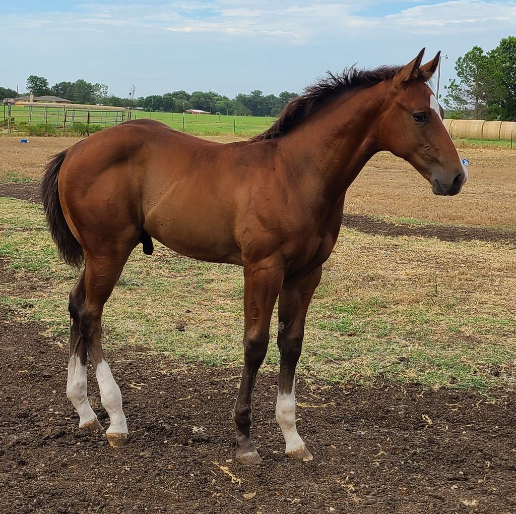 2023 colt. Mr. Fickle (barn name) 