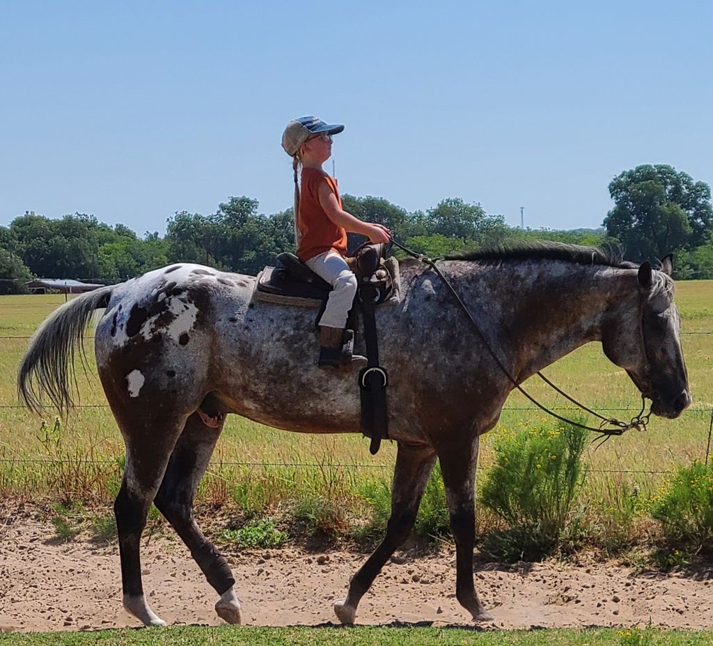 5 year old practicing for upcoming horse shows.