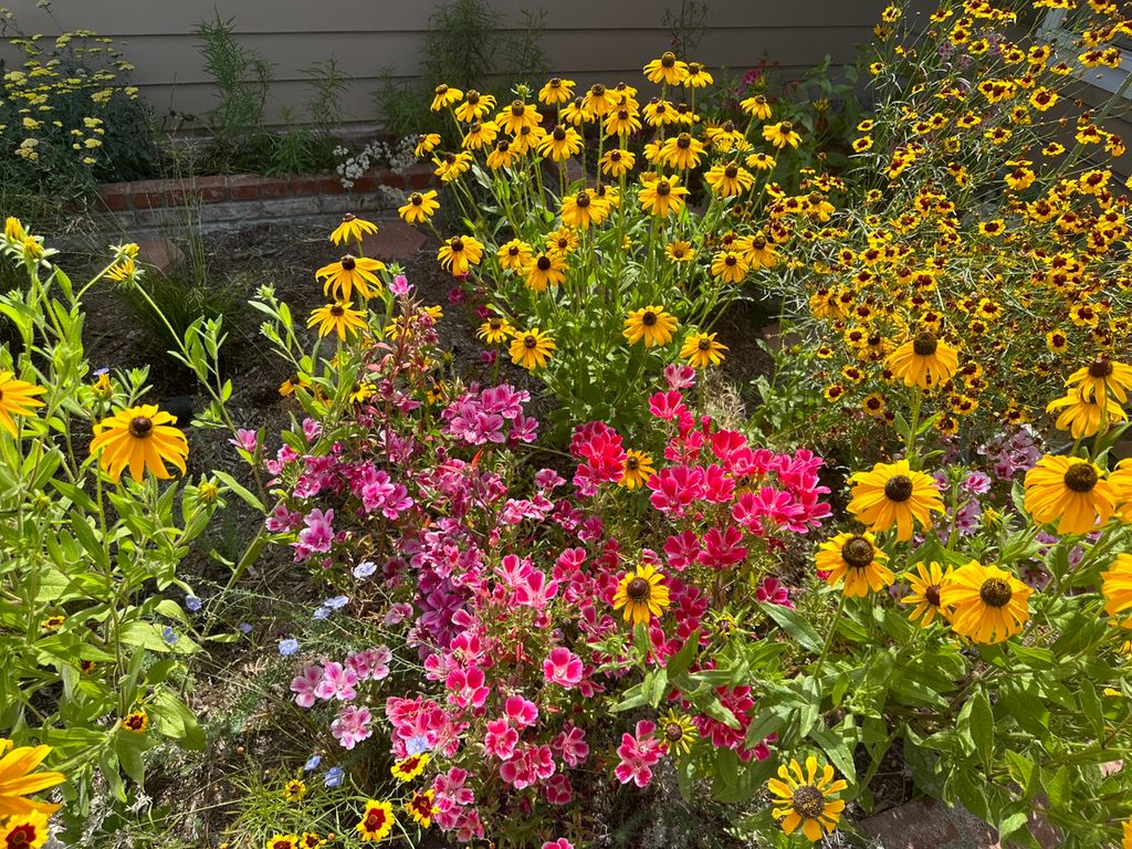Native wildflower meadow grown from seed 