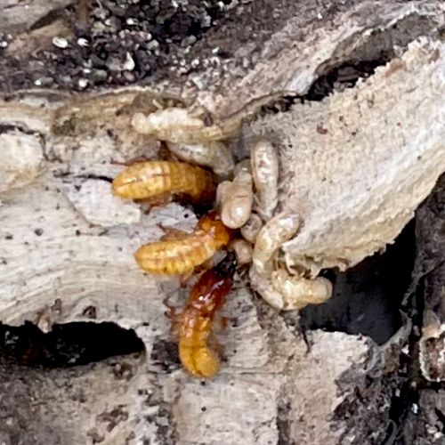 Dry wood Termites in an oleander tree