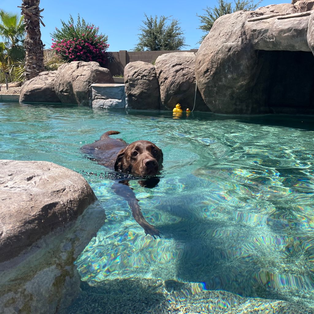 Sonoran Desert Pool Service LLC
