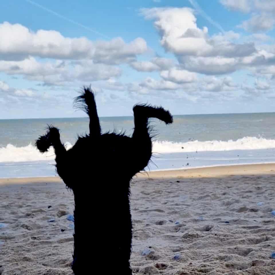 pro avatar