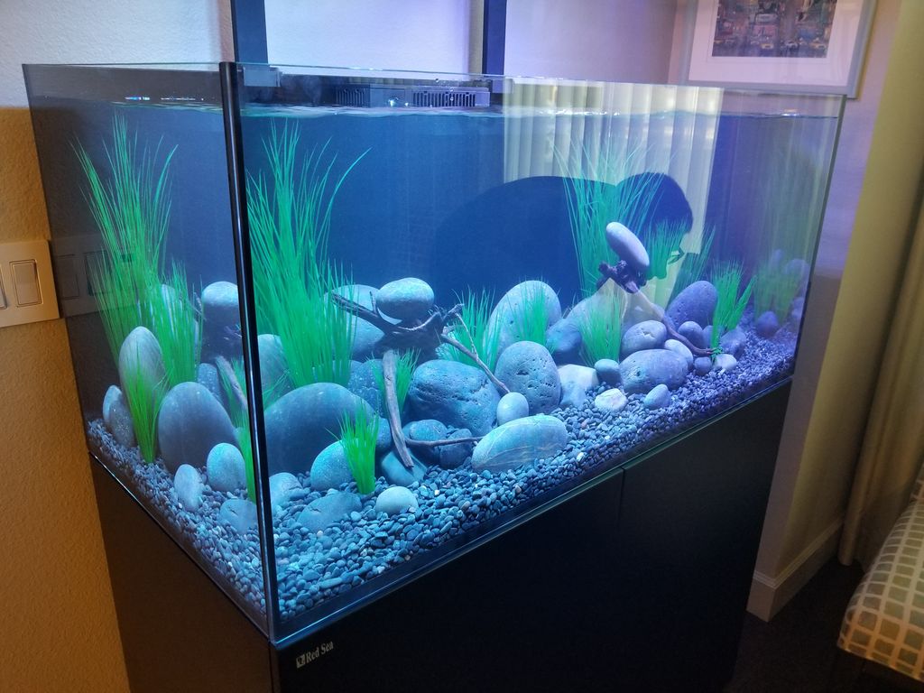 Aquarium Services