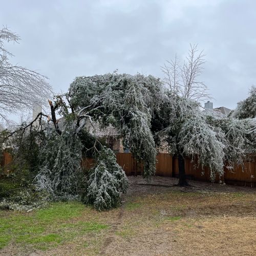 Tree Trimming and Removal