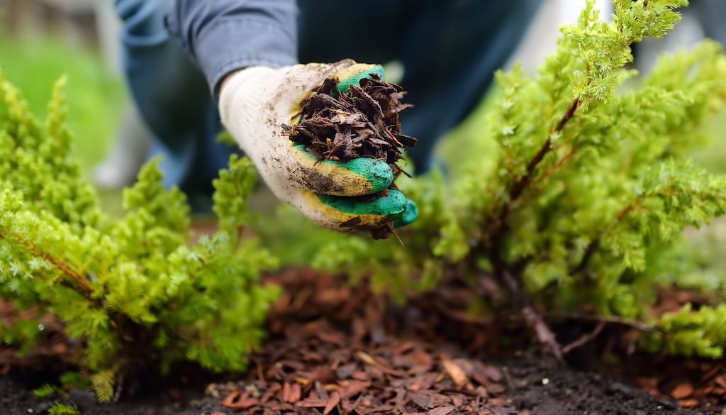 gardener holding mulch