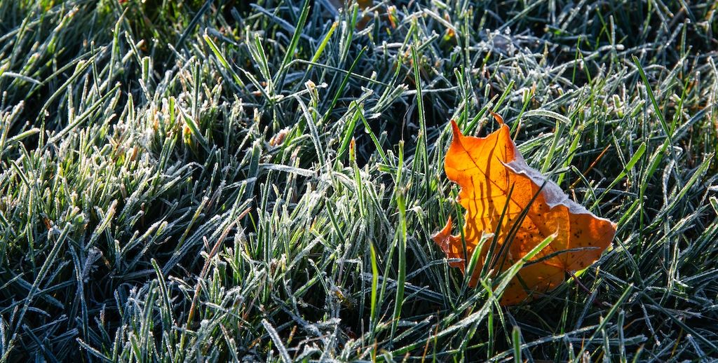 winter frost on grass