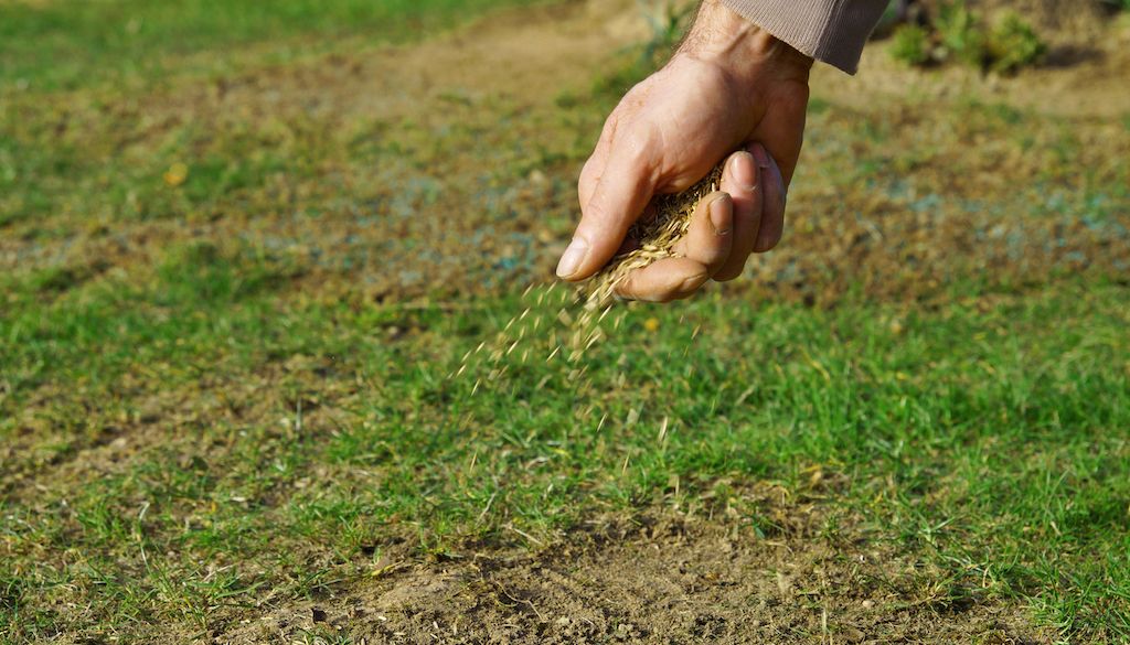 planting grass seeds