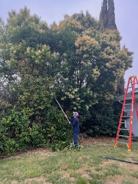 Tree Trimming and Removal