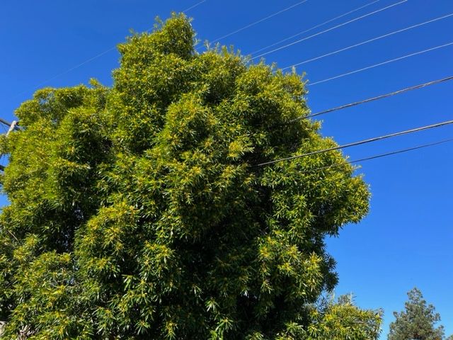 Tree Trimming and Removal