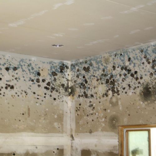 Mold Inspection and Removal