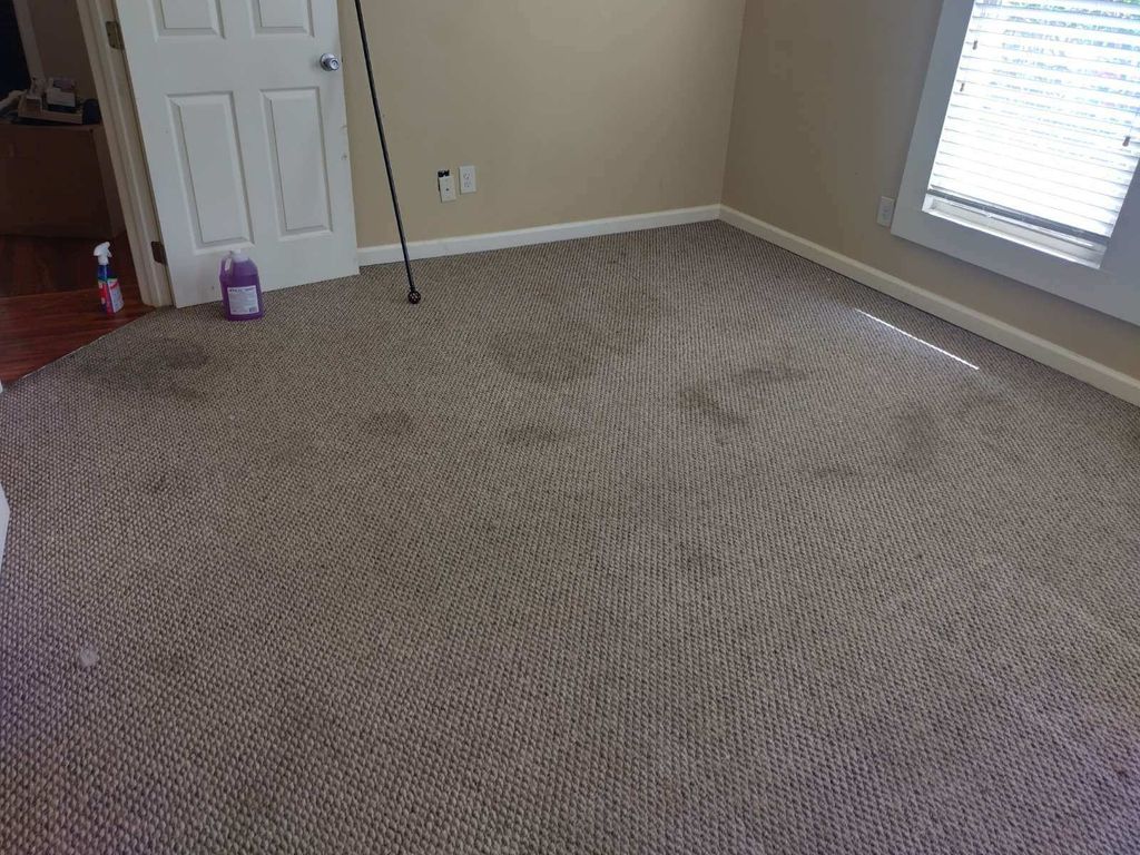 Before pet stain removal