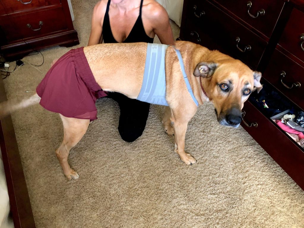 Even Roxie gets her workouts in 