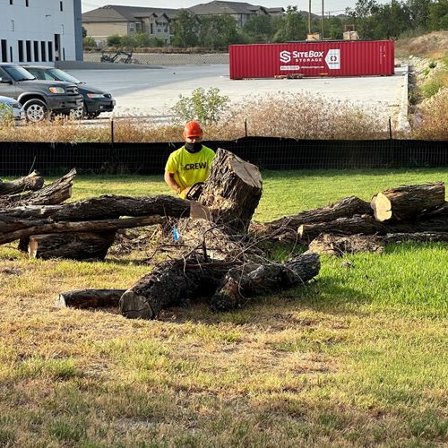 Tree Trimming and Removal