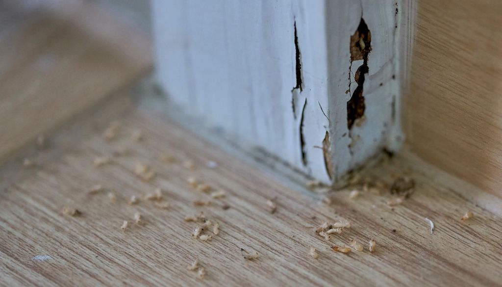 wood termite damage in home