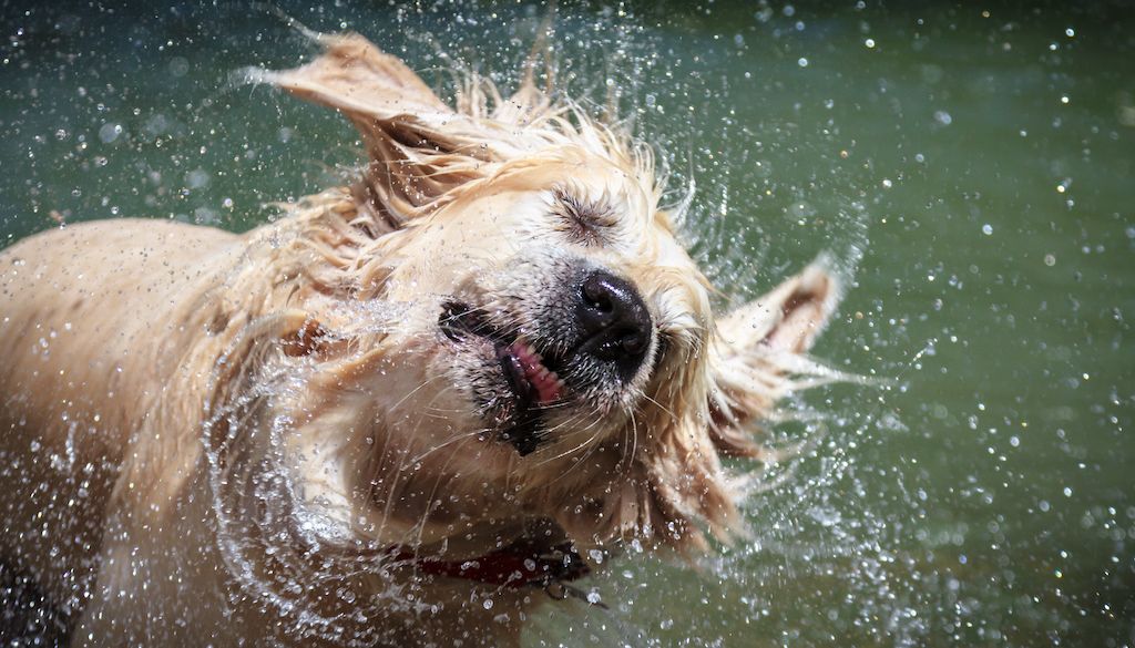 wet dog shaking water off fur